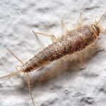 Long-Term Solutions: Norway’s Effective Silverfish Control Techniques