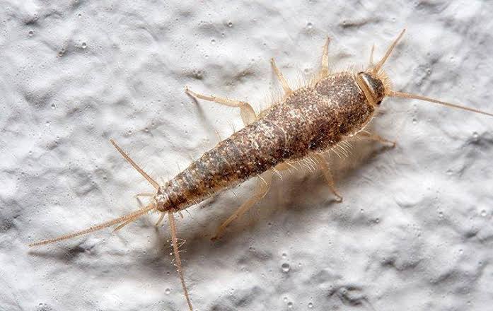 Long-Term Solutions: Norway’s Effective Silverfish Control Techniques