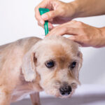 Flea and Tick Control: Protecting Your Home and Animals