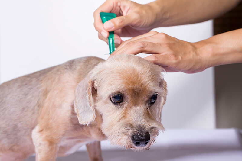 Flea and Tick Control: Protecting Your Home and Animals