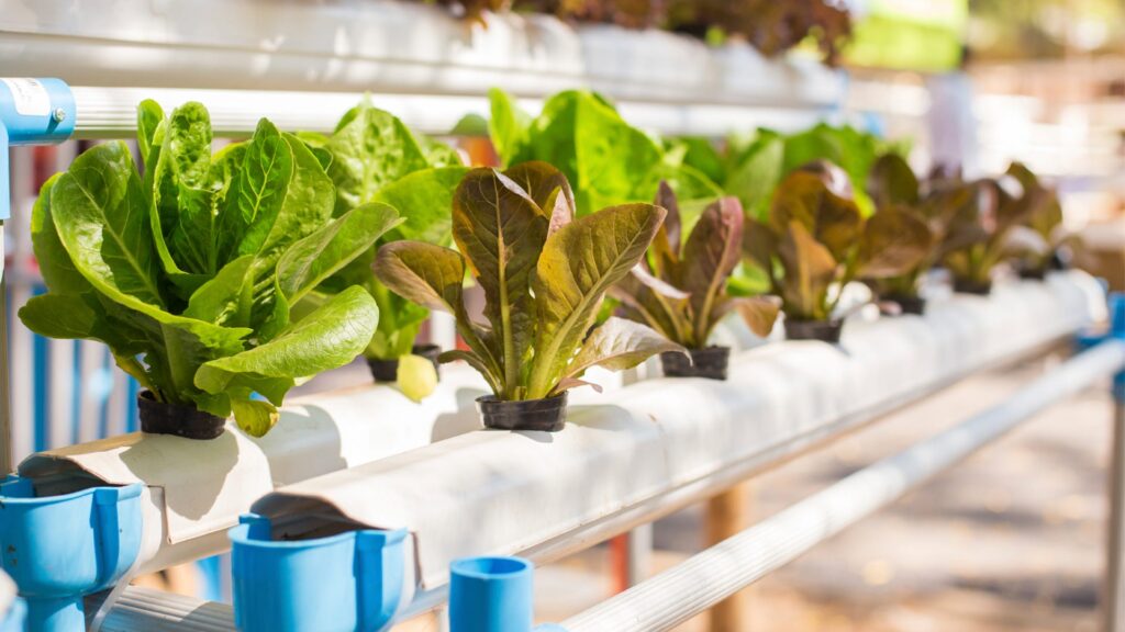 Maximizing Yield: Best Practices for Hydroponic Gardening