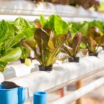 Maximizing Yield: Best Practices for Hydroponic Gardening