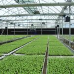 Guide For Growers: Maximizing Profits By Using Wholesale Greenhouse Containers?