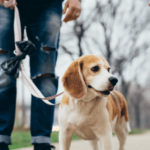 Dog Leash Laws