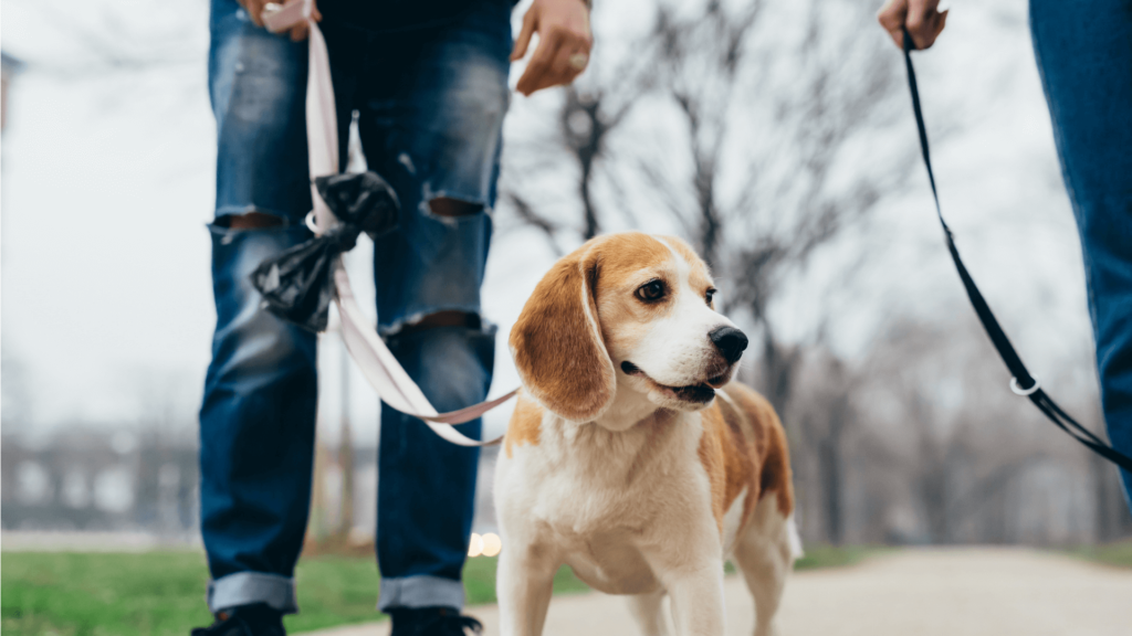 Dog Leash Laws