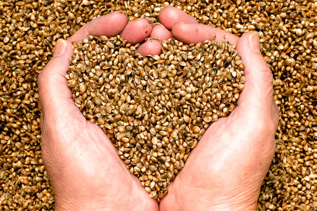 Hemp Seeds