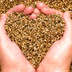 Hemp Seeds