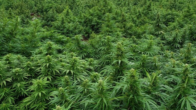 Potency And Safety Analysis Of FDA On Hemp Delta-9 Products