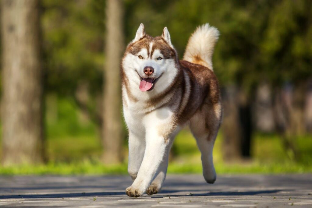 siberian husky running outdoors