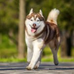 siberian husky running outdoors