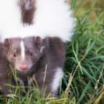 Creating a Safe Living Environment: Tips for Effective Skunk Control