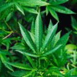 Essential Suppliers and Services for Retail Marijuana Operations