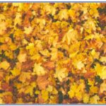 6 Benefits Of Hiring Autumn Leaf Removal Services