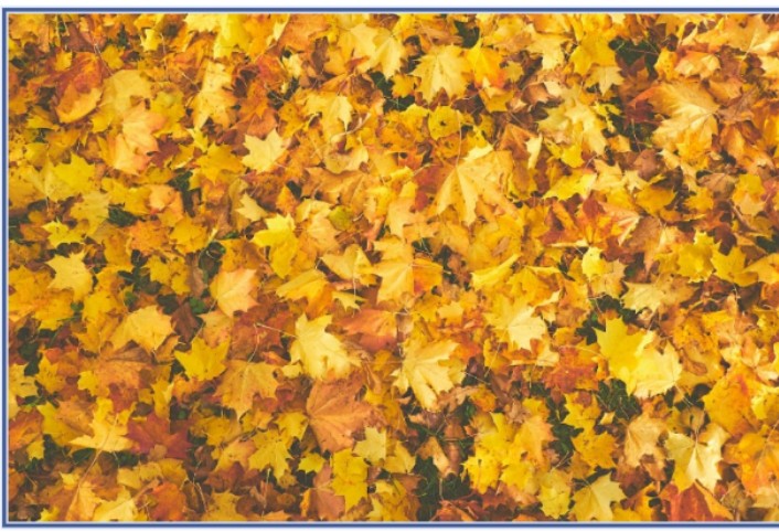 6 Benefits Of Hiring Autumn Leaf Removal Services