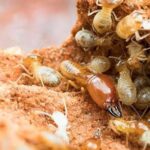 Termite Prevention Tips: How An Orange County Termite Inspection Can Save Your Home?