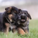 10 Fun Facts About German Shepherds