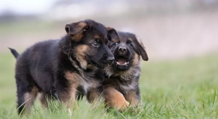 10 Fun Facts About German Shepherds