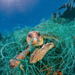 The Ocean Crisis: How Our Waste Is Impacting Marine Life