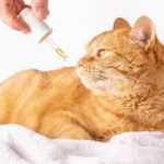 How Can CBD Oil Help With Cat Anxiety