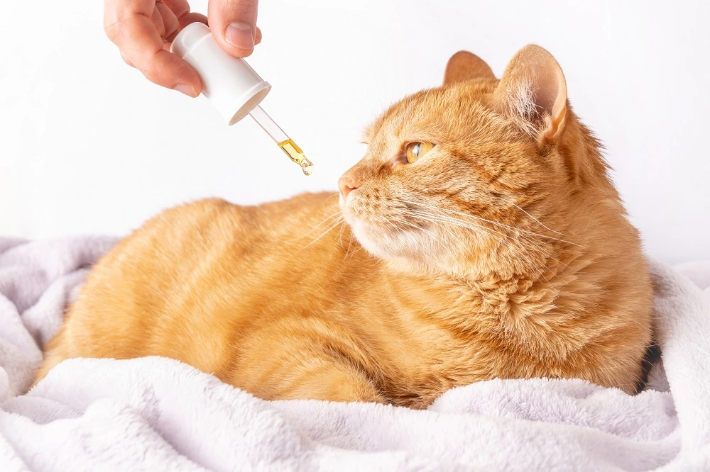 How Can CBD Oil Help With Cat Anxiety