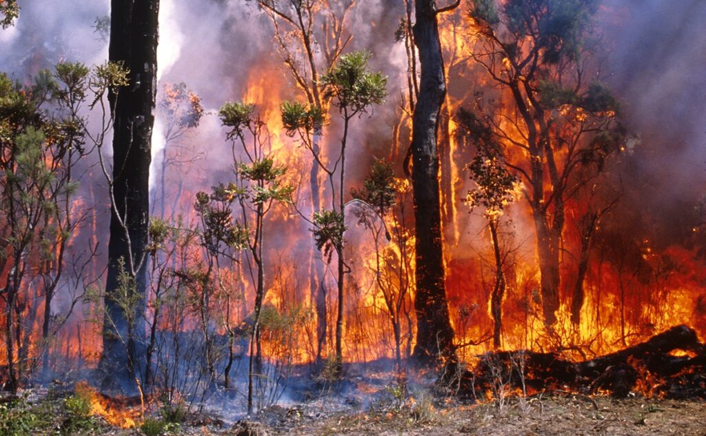 Bushfire Risk