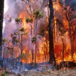 Bushfire Risk