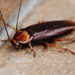 Ajax’s Leading Cockroach Control Services for Your Home