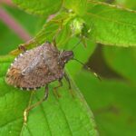 Natural Pest Control Techniques: What Works and What Doesn’t