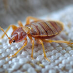 St. Joseph Bed Bug Prevention: Protect Your Home from These Persistent Pests