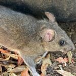 Natural Rodent Repellents: Do They Really Work?