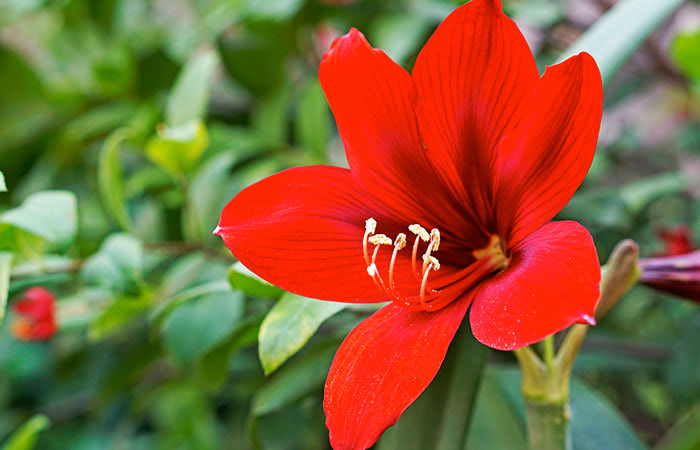 Why Amarilis Flowers is the Go-To Flower Shop for All Occasions in Mississauga