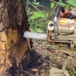 The Hidden Dangers of Tree Removal: Why You Shouldn’t Do It Yourself