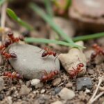 Choosing the Right Pest Control Company in Caldwell/Eagle: A Homeowner’s Guide