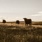 The Benefits of Grass-Fed Beef for Your Meals and the Planet