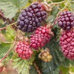 Best Companion Plants for Boysenberries