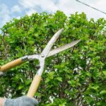 DIY Tree Trimming: The Pros, Cons, and When to Call in the Pros