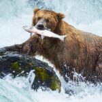 Why Wrangell is the Best Destination for an Authentic Alaska Bear Tour