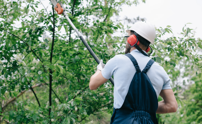 How to Trim Trees Without Harming Their Growth: Expert Tips