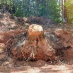 Preparing Your Yard for Tree Trimming and Stump Removal