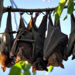 Understanding the Role of Bats in the Ecosystem and Why Humane Removal Matters