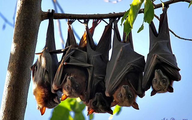 Understanding the Role of Bats in the Ecosystem and Why Humane Removal Matters