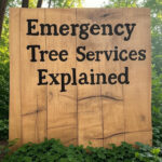 Emergency Tree Services Explained