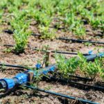 Why Choosing a Local Irrigation and Drainage Expert is Key for Frisco Homeowners