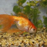 Do Goldfish Sleep? Understanding the Rest Habits of Goldfish