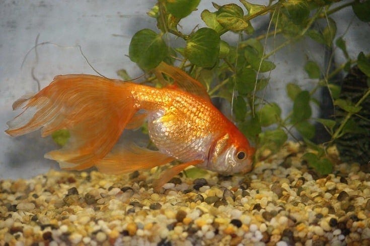 Do Goldfish Sleep? Understanding the Rest Habits of Goldfish