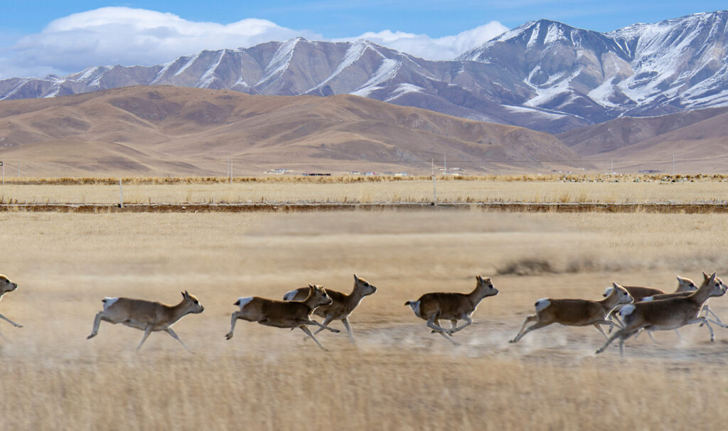 Echoes from the Roof of the World: Tibetan Folklore’s Journey