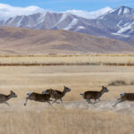 Echoes from the Roof of the World: Tibetan Folklore’s Journey