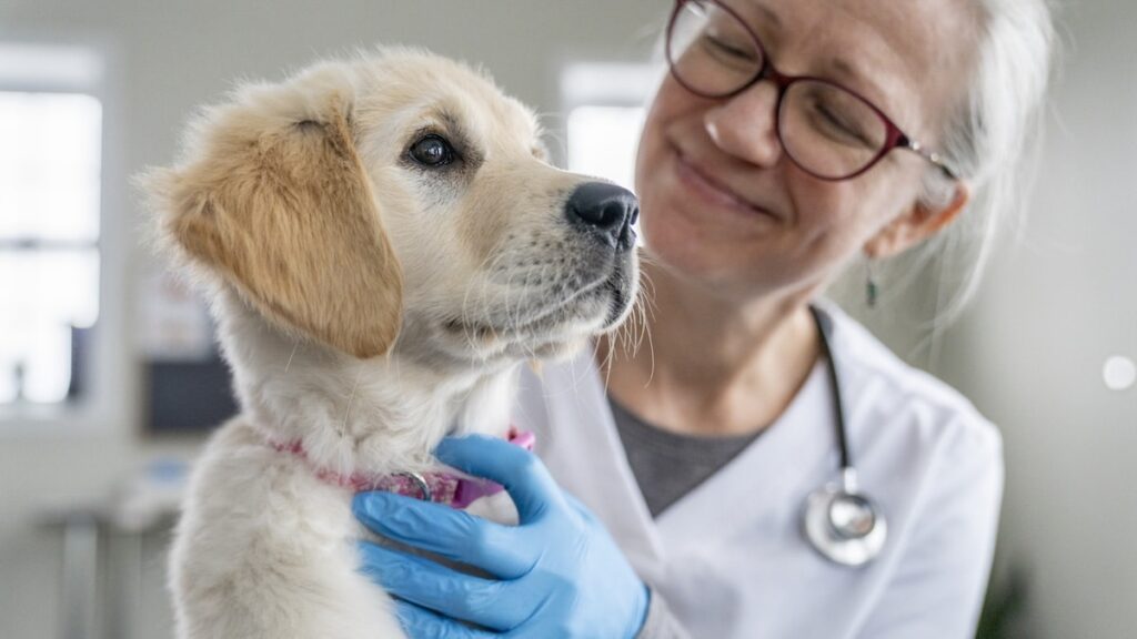 Do you take your pet to the vet even when it seems perfectly healthy? You should, and here’s why. 