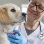 Do you take your pet to the vet even when it seems perfectly healthy? You should, and here’s why. 