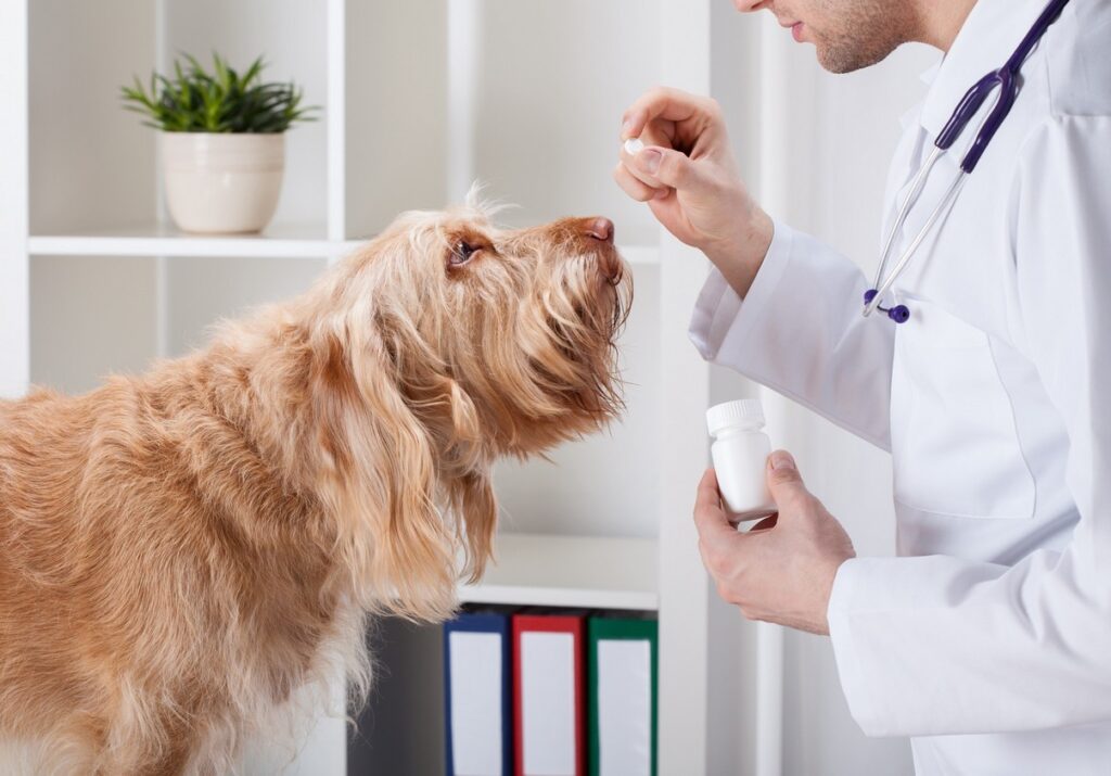 What to Expect at a Thousand Oaks Veterinary Clinic: Services & Benefits